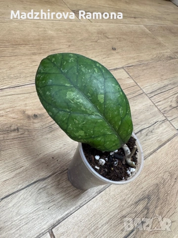Hoya Хоя Larisa 