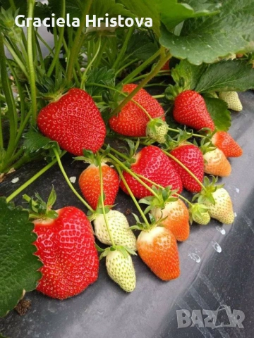 Продавам разсад ягоди , снимка 2 - Разсади - 54103999