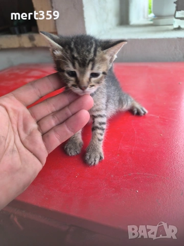 котенца 40 дена 3 бр женски , снимка 2 - Други - 54912714