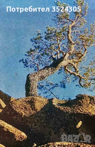 Ретро картички от соца, снимка 7 - Колекции - 54212256