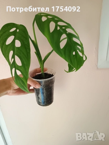 Monstera Esqueleto 