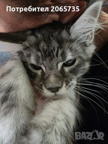 Елитни Мейн Куун котенца с родословие от родители шампиони, снимка 3 - Други - 54085977