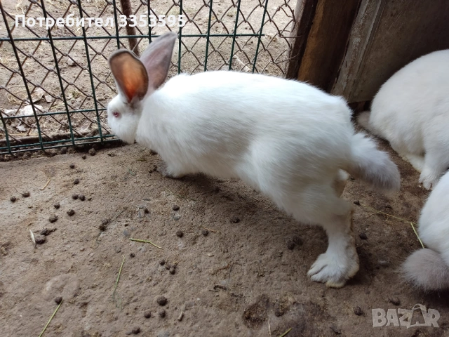 пуйчета и зайци, снимка 5 - Други - 54219142