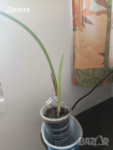 Амарилис семе, снимка 3 - Стайни растения - 54118344