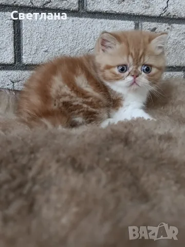 Екзотично късокосместо коте 😻, снимка 9 - Персийска - 55327112