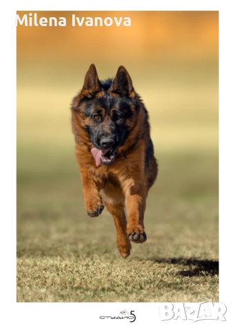 Женска немска овчарка с дълъг косъм от развъдник , снимка 9 - Немска овчарка - 54174191