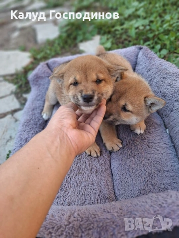 Продавам Шиба-ину, снимка 6 - Шиба ину - 54974257