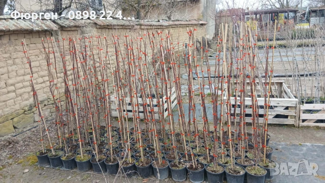 Японски клен - Ацер Студоустойчив Налични 5 вида , снимка 18 - Разсади - 33942954