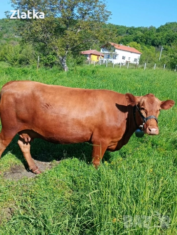 Бременна крава, снимка 2 - Крави - 54439628