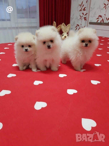 Померан померанчета свободни Гр. София, снимка 16 - Померан - 54000215