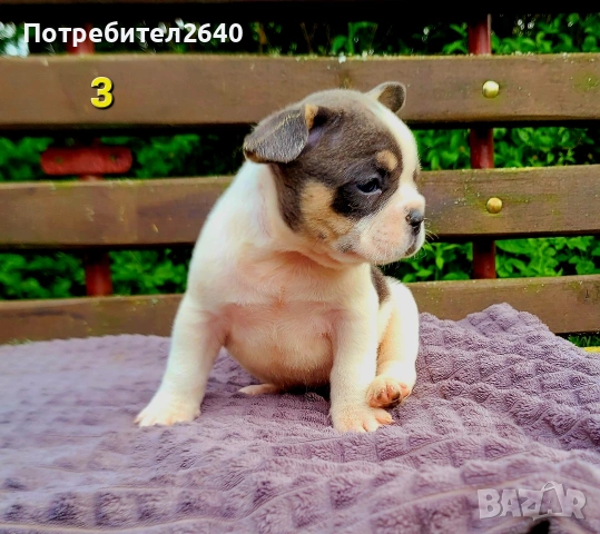 Френски булдог булдочета, снимка 9 - Френски булдог - 54723735