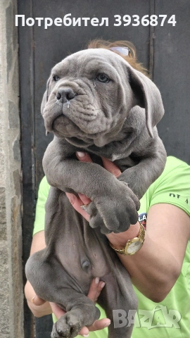 Кане корсо италияно, снимка 3 - Кане корсо - 54229425