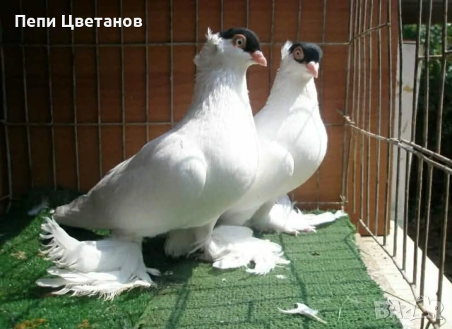 ГЪЛЪБИ    ГЪЛЪБ , снимка 3 - За птици - 55151458