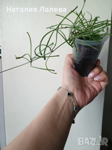 Хоя, hoya Retusa, снимка 3 - Стайни растения - 54774264