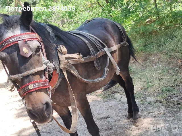 скопен кон много кротък , снимка 4 - Коне - 55615648