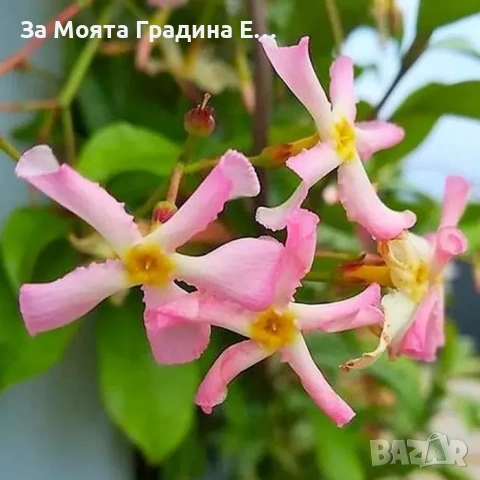 Жасмин 4 цвята, снимка 3 - Градински цветя и растения - 54019997