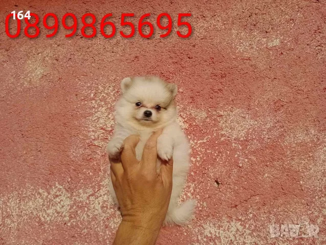 Померани. Снимки от днес !, снимка 5 - Померан - 55609522
