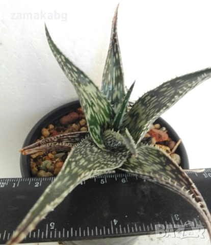 Алое (Aloe somaliensis), сукулентно растение