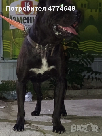 Кане корсо, снимка 17 - Кане корсо - 53966614