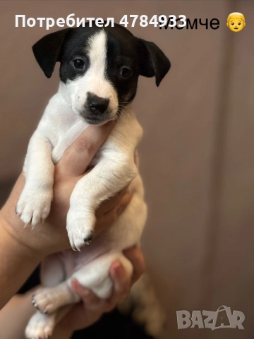 Продавам бебета Джак Ръсел