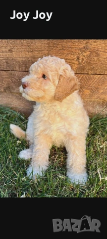 Lagotto Romaniolo , снимка 5 - Пудели - 55272461