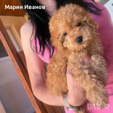 Мини пуделчета момче и момиче