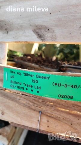 Джел, Илекс Сребърна Кралица, Ilex aquifolium Silver Queen, студоустойчив, многогодишен бодлив храст, снимка 4 - Градински цветя и растения - 54556939