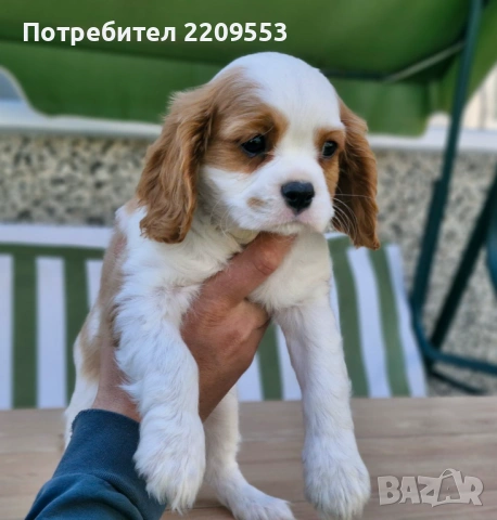 Кавалер Кинг Чарлз Шпаньол, снимка 5 - Кавалер кинг чарлз шпаньол - 54500038