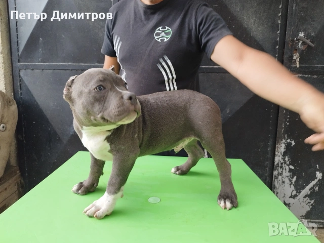 американско були покет , снимка 6 - Други - 55164796