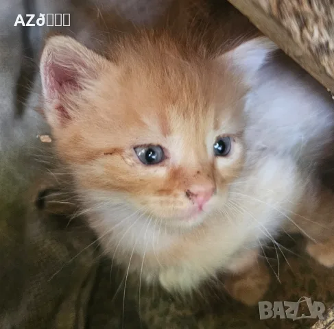 4 малки котенца, снимка 14 - Други - 55335479