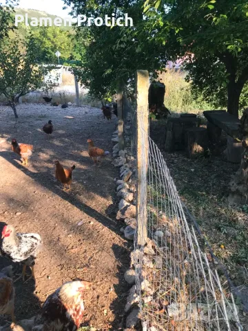 продавам ярки и петли на 3-4 месеца, снимка 2 - Кокошки и пуйки - 55558842