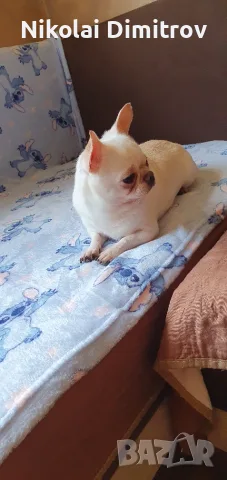 Мъжки чихуахуа за разплод