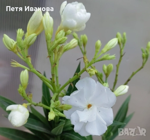 Олеандър (зокум, лян) , снимка 10 - Градински цветя и растения - 50008789