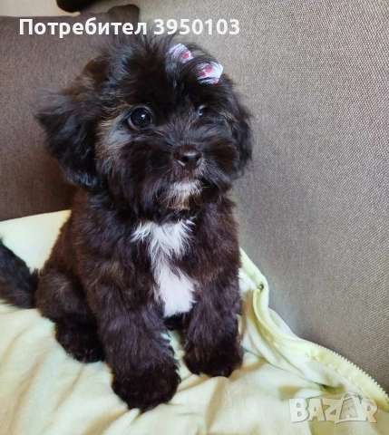Shih poo /Ши ПУ момиченце 