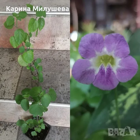 Продавам различни цветя, снимка 6 - Стайни растения - 44843070