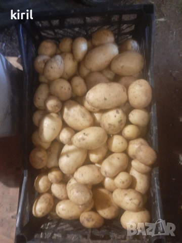 Пресни домашни картофи , снимка 2 - Домашни продукти - 55049333