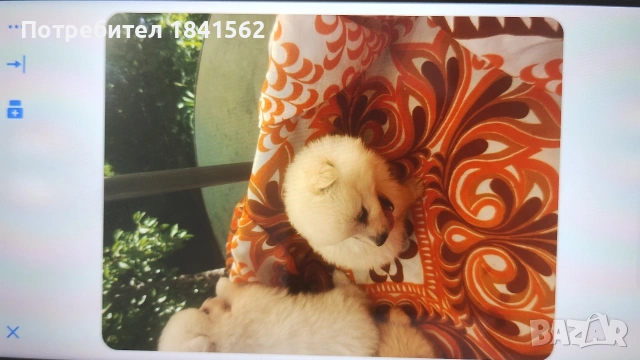 Продават се , снимка 2 - Шпиц - 55016265