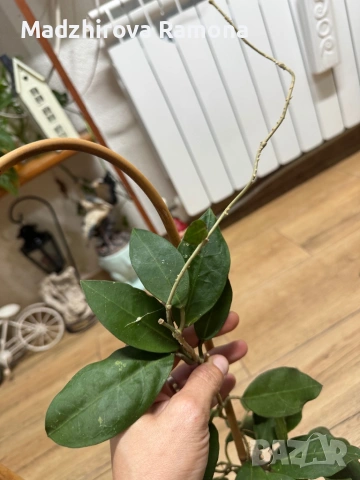 Hoya Хоя Patricia 