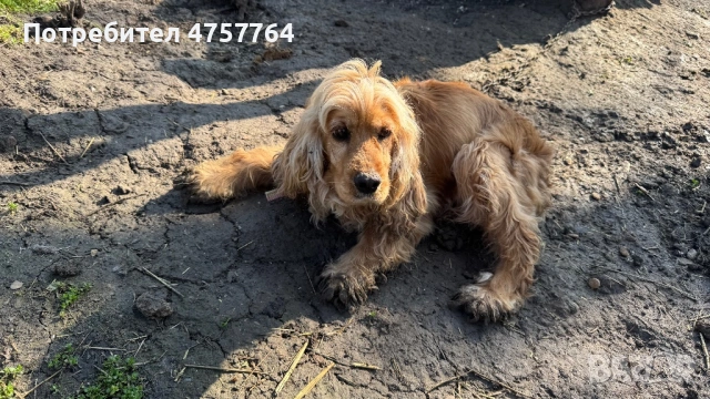 Кокер шпаньол