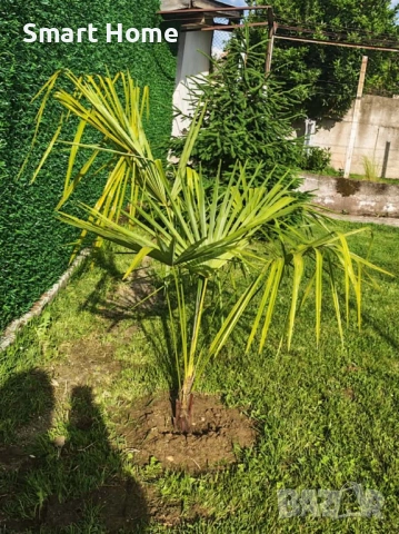 Палми Трахикарпус , Trachycarpus fortunei, снимка 6 - Градински цветя и растения - 54668092