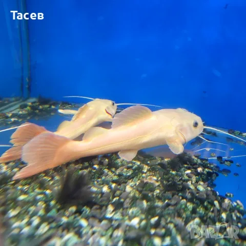 Платинен червеноопашат сом 17см