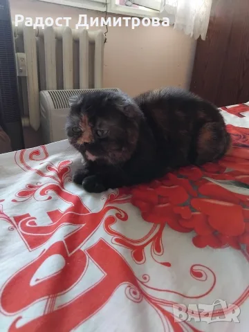 Шотландско клепоухо коте