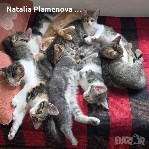 Супер котета!!!, снимка 8 - Британска късокосместа - 54821461