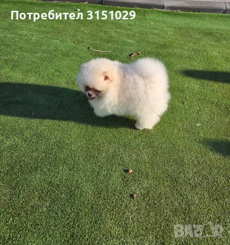 Померан мини шпиц