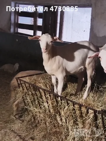 Продавам пръчле за разплод порода БМК и саанска кръстоска , снимка 3 - Кози - 55629986