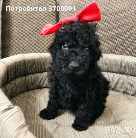 пудел / мини пуделчета, снимка 5 - Пудели - 55141194