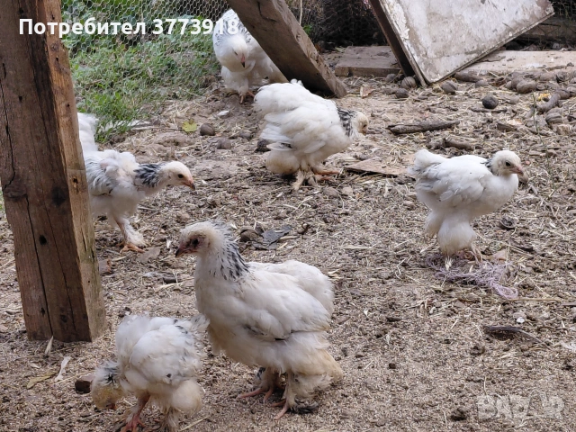 Продавам пиленца Колумбийска брама на цена 4€, снимка 3 - Кокошки и пуйки - 55068710