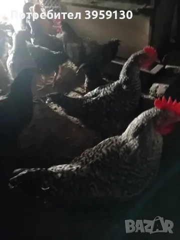 млади петли излюпени на 14 май!, снимка 4 - други­ - 55648970