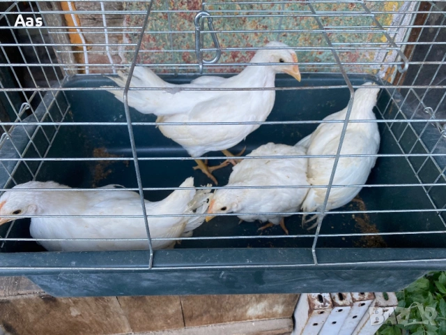 Ярки легхорн , снимка 3 - Кокошки и пуйки - 54322466