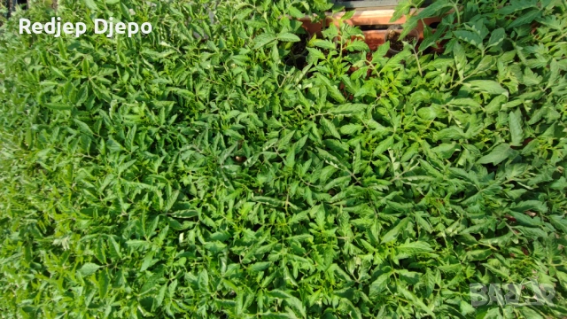 Разсад  Домати и краставици, снимка 2 - Разсади - 54046870